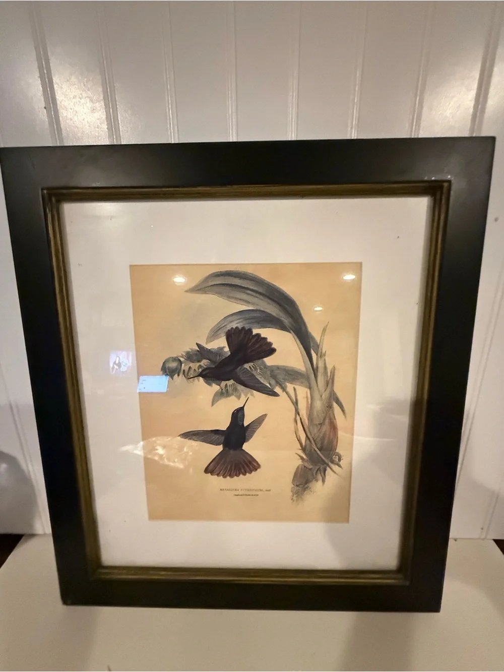 ANTIQUE GOULD HUMMINGBIRD LITHOGRAPH Hand Colored Metallura Cupreicauda